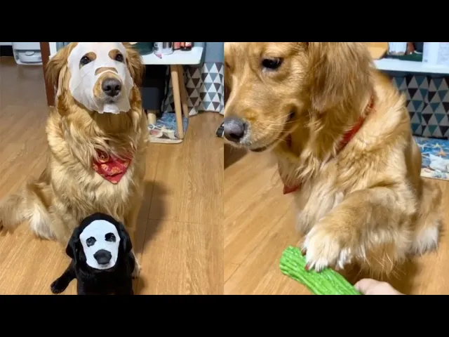 神犬金毛翠花#2 funny and cute dog compilation神犬小金毛